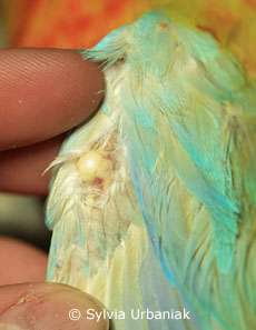 Gicht am Flügel eines Schönsittichs