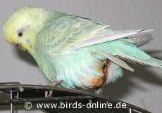 Kahle Kloake aufgrund eines Tumors