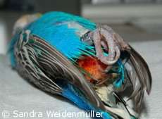 Budgie who had died of an oviduct prolapse