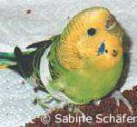 Bandage bei gebrochenem Flügel