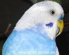 Wellensittich mit Leberproblem