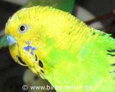 Wellensittich mit Leberproblem