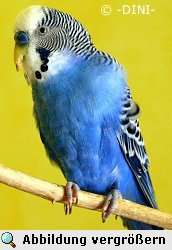 Vogel mit Leberstörung