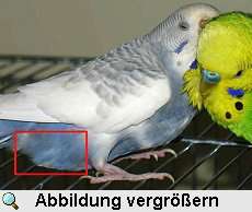 Lucius mit geschwollenem Legedarm