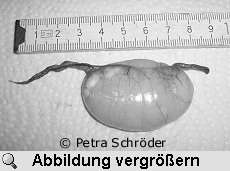 Vivians extrem vergrößerter Legedarm