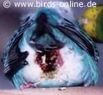 Budgie after being eggbound