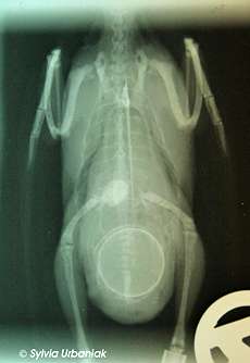 X-ray image of a female budgie who is egg bound
