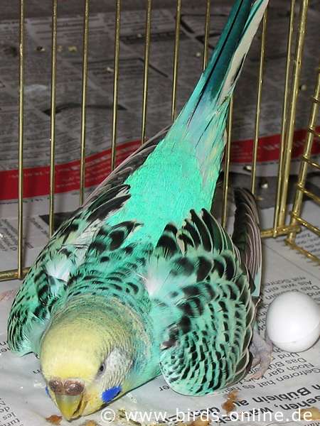 Legenot Erkennen Wellensittichzucht Birds Online