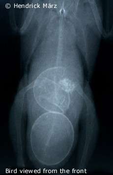 Radiography showing an eggbound bird