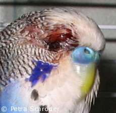 Ricky nach der Operation