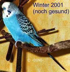 Ricky im Winter 2001, noch gesund