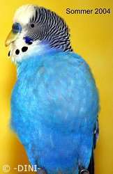 Ricky hat ein Lipom an der Schulter