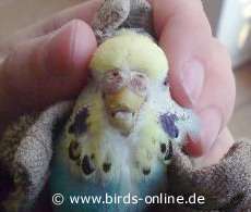 Abgebrochener Oberschnabel