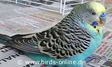 Film zum Thema Lebererkrankungen