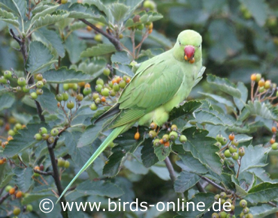 Halsbandsittich frisst Mehlbeeren