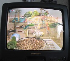 hundkatzemaus im TV