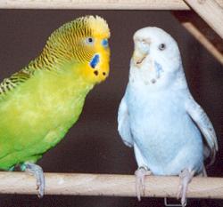 Rudi and Eule