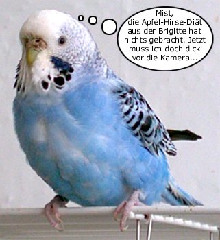 Die Di&auml;t hat versagt