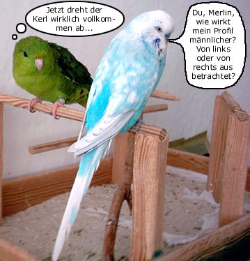 Ein Vogel mit Profil