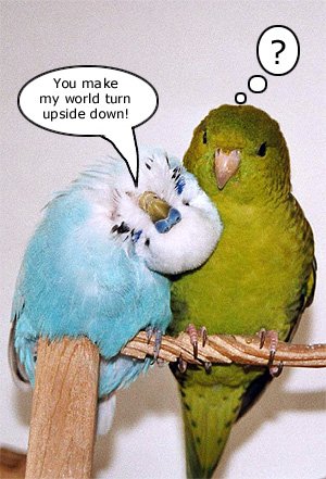 Crazy Birds on Birds Online   Funny Stuff