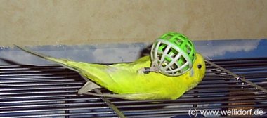 Balldrehen