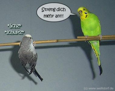 Klimmz&uuml;ge