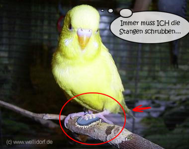 Stangenschrubben