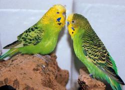 Rudi and Pepi