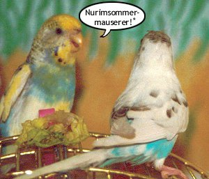 Nurimsommermauserer