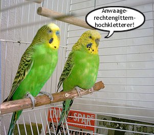 Anwaagerechtengitternhochkleterer