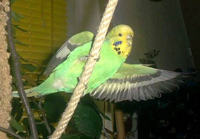 Kiwi in action!