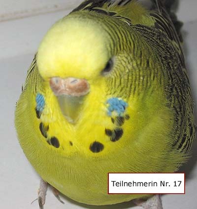Teilnehmerin Nr. 17