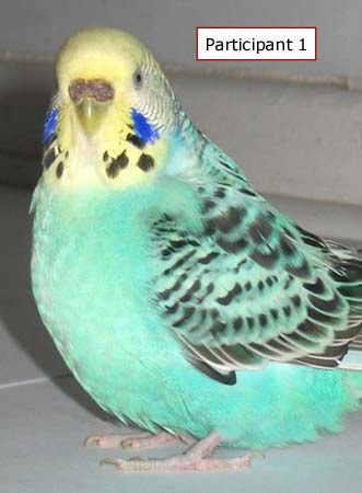 Participant 1