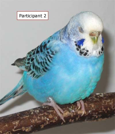 Participant 2