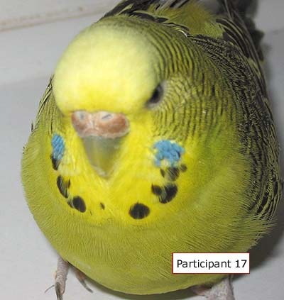 Participant 17