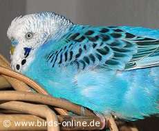 Ares beim D�sen