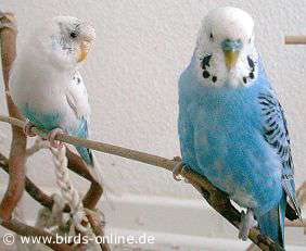 Himalia and Ares
