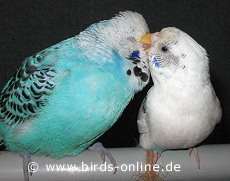 Himalia und Speedy