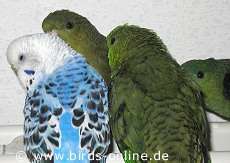 Isobella und ihr 'Fanclub'