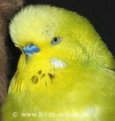 Der freundliche Pollux