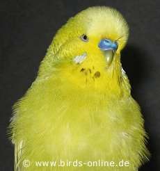 Pollux beim Singen