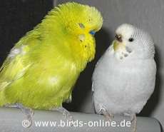 Pollux und Rohanna