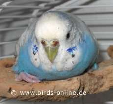 Saras rachitische Beine