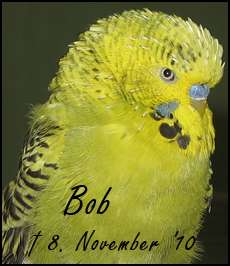 In Gedenken an Bob