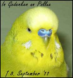 In Gedenken an Pollux