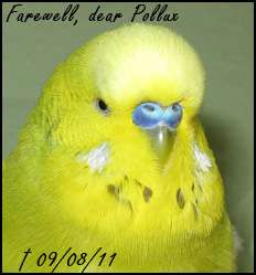 Farewell, dear Pollux