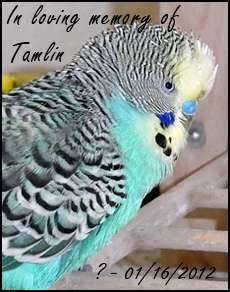 In loving memory of Tamlin