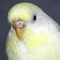Fralie