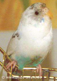 Himalia in the bird room