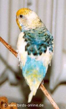 Medea im November 2003